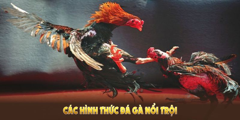 Tìm hiểu các hình thức đá gà U888 nổi bật nhất