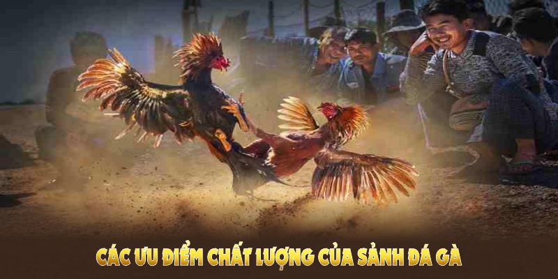 Khám phá các ưu điểm chất lượng của sảnh đá gà U888