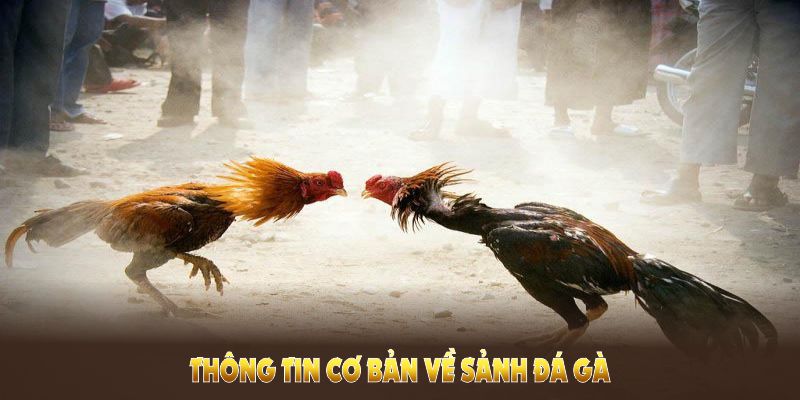 Những thông tin cơ bản về sảnh đá gà U888